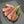 Load image into Gallery viewer, ラムラック (低温調理済み)