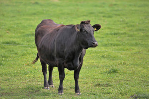国産の牛タンはなぜ少ない？希少な理由を徹底解説！/blogs/column/why-is-there-so-little-domestic-beef-tongue