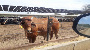パナマ、ニカラグア産の牛たんの特徴｜お肉のプロがアメリカ産との違いを解説/blogs/column/gyutan-panama