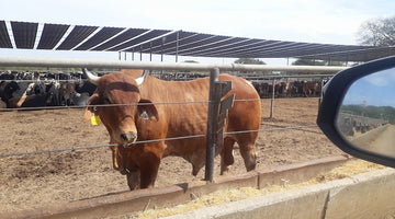 パナマ、ニカラグア産の牛たんの特徴｜お肉のプロがアメリカ産との違いを解説