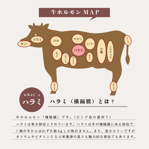 味付き焼肉用の牛ハラミの部位を示したイラスト。牛の肉の部位を詳しく説明し、ハラミの特徴や用途を紹介している。